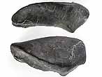 Fossile d'caille ganoide de Poisson Lepidotes maximus du jurassique Boulonnais